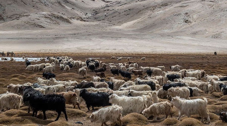 The Story of Pashmina | Akee International